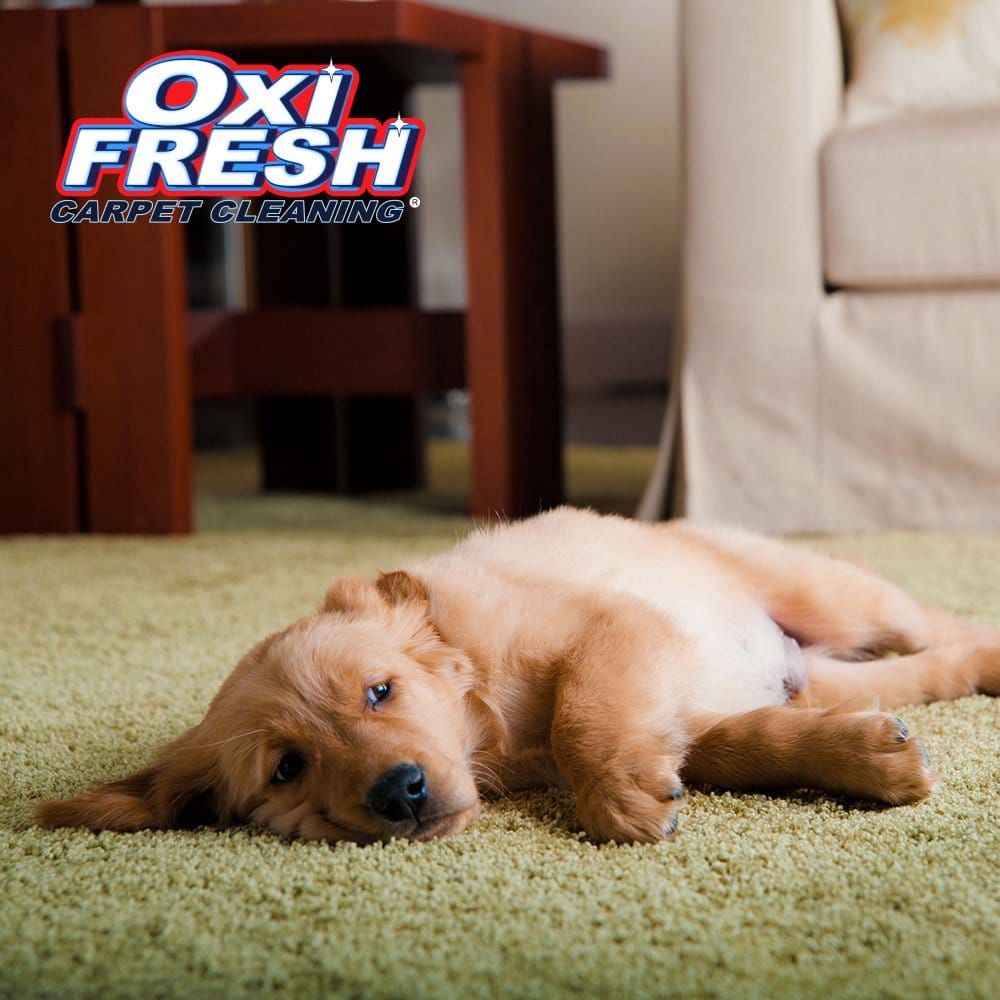 Photo of Oxi Fresh Carpet Cleaning