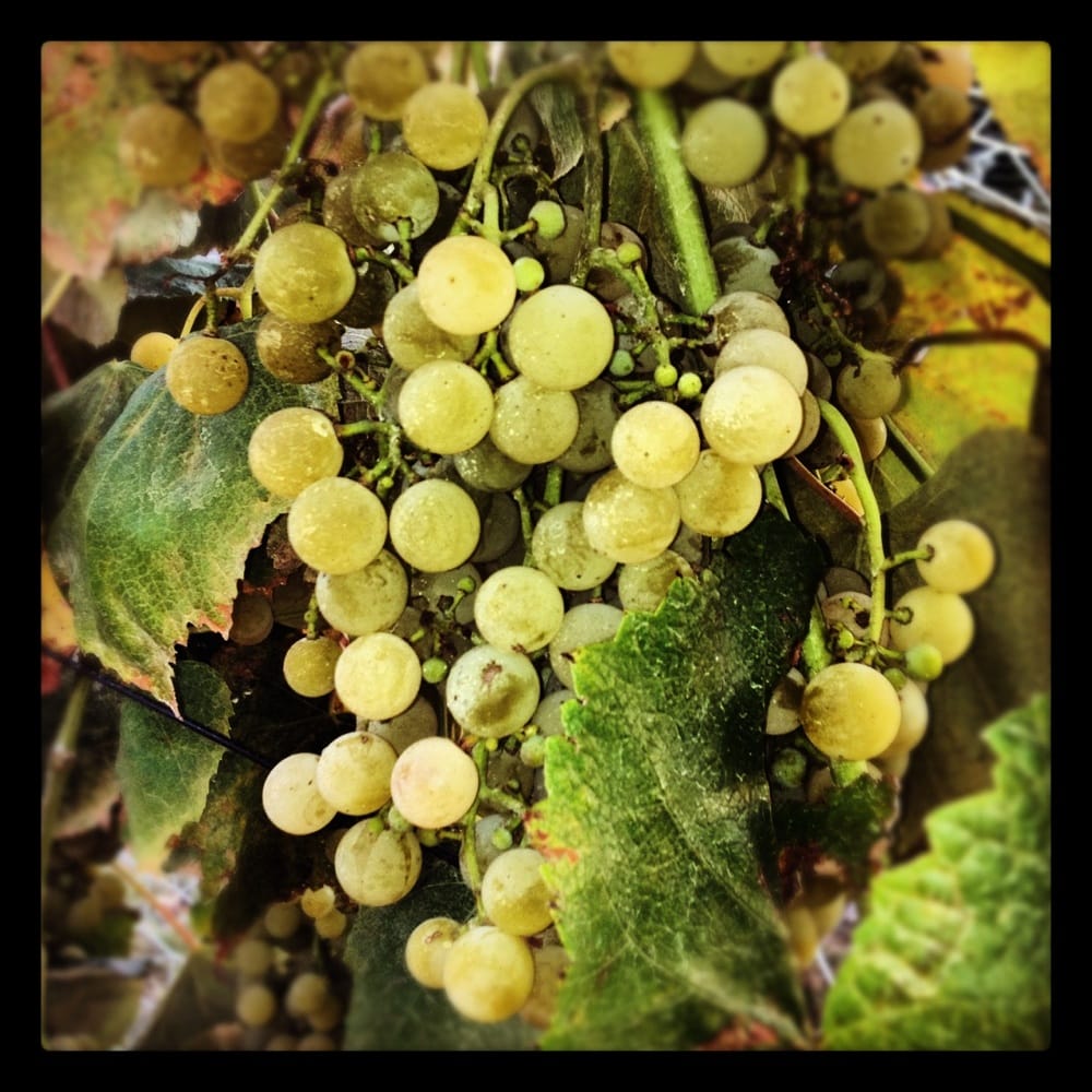 Photo of Wine Barn