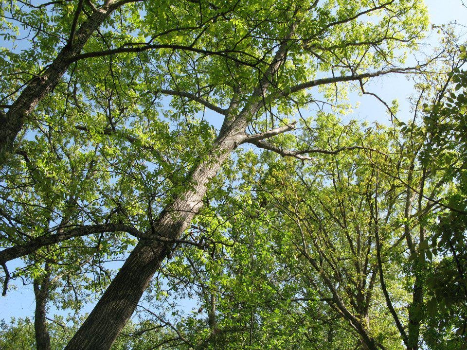 Photo of Jensen Lawn & Landscaping and Tree Service