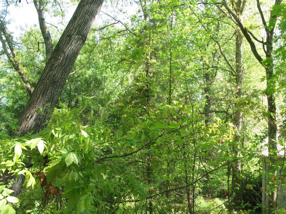 Photo of Jensen Lawn & Landscaping and Tree Service
