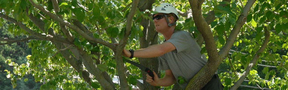 Photo of Royal Tree Service And Landscaping