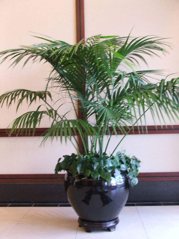 Photo of Accent Interiorscapes