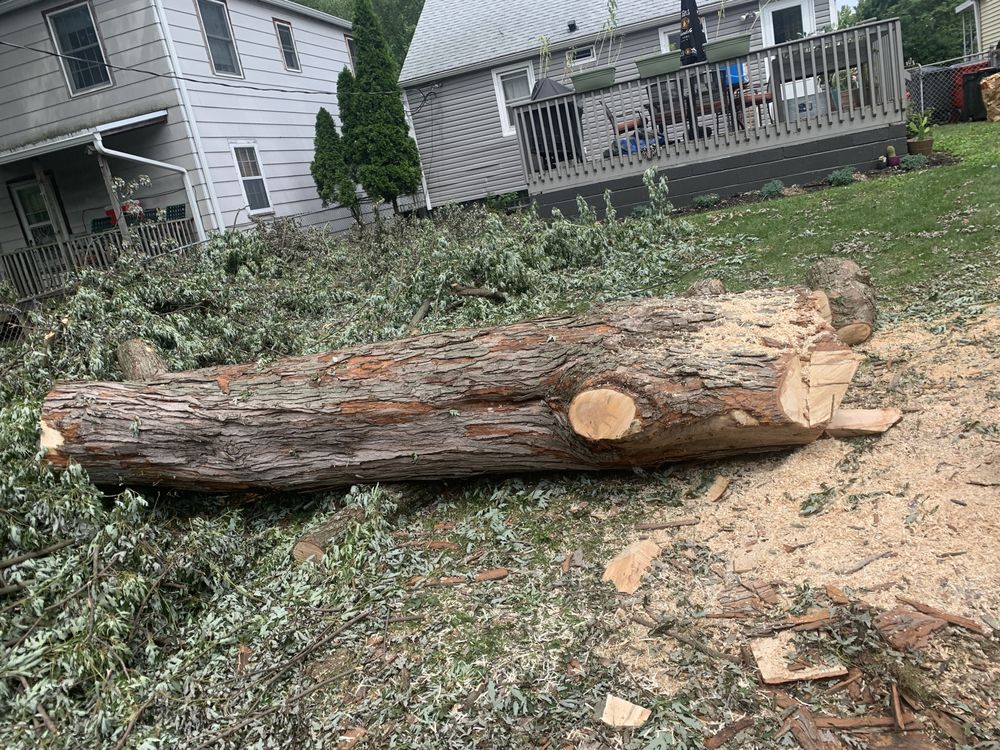 Photo of Columbus Tree Company