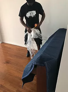Photo of Koala Moving