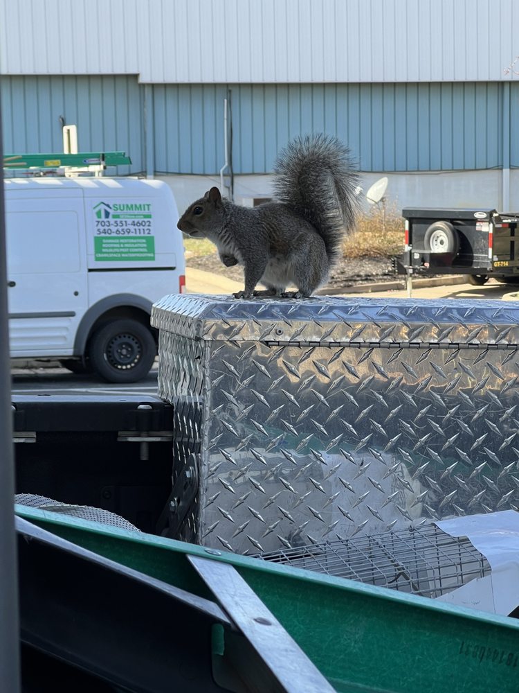 Photo of Summit Wildlife Removal