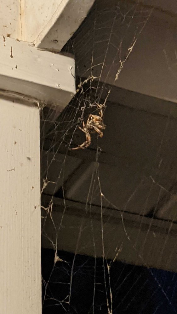 Photo of Summit Wildlife Removal