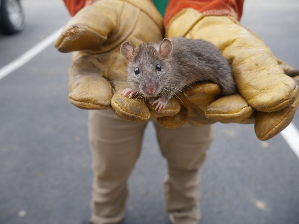 Photo of Summit Wildlife Removal