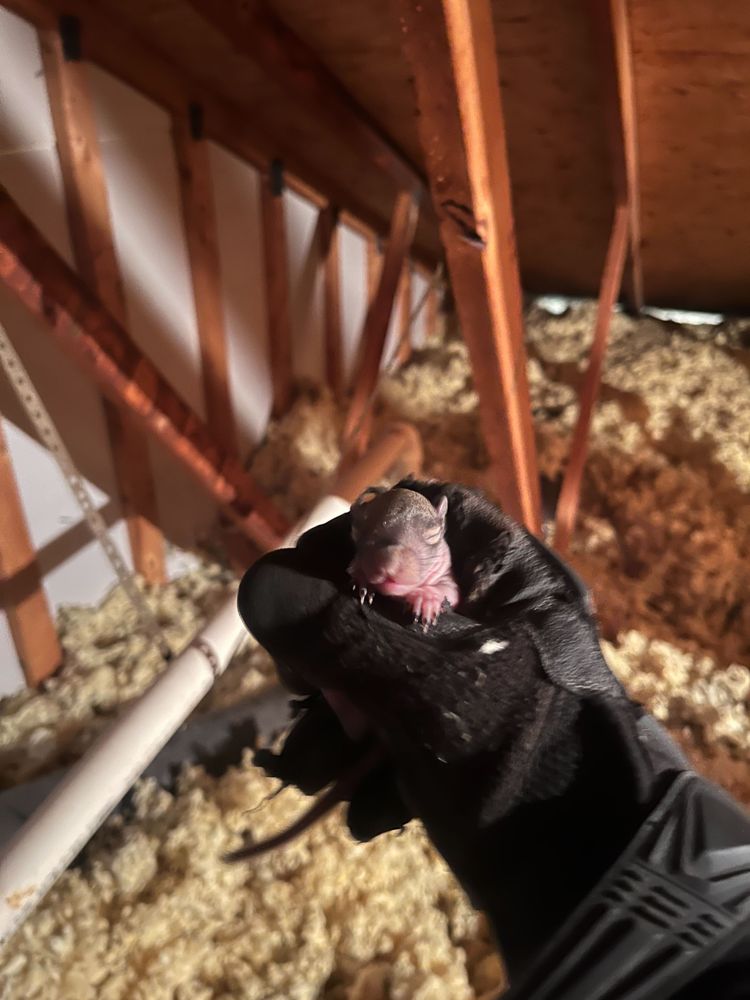 Photo of Summit Wildlife Removal