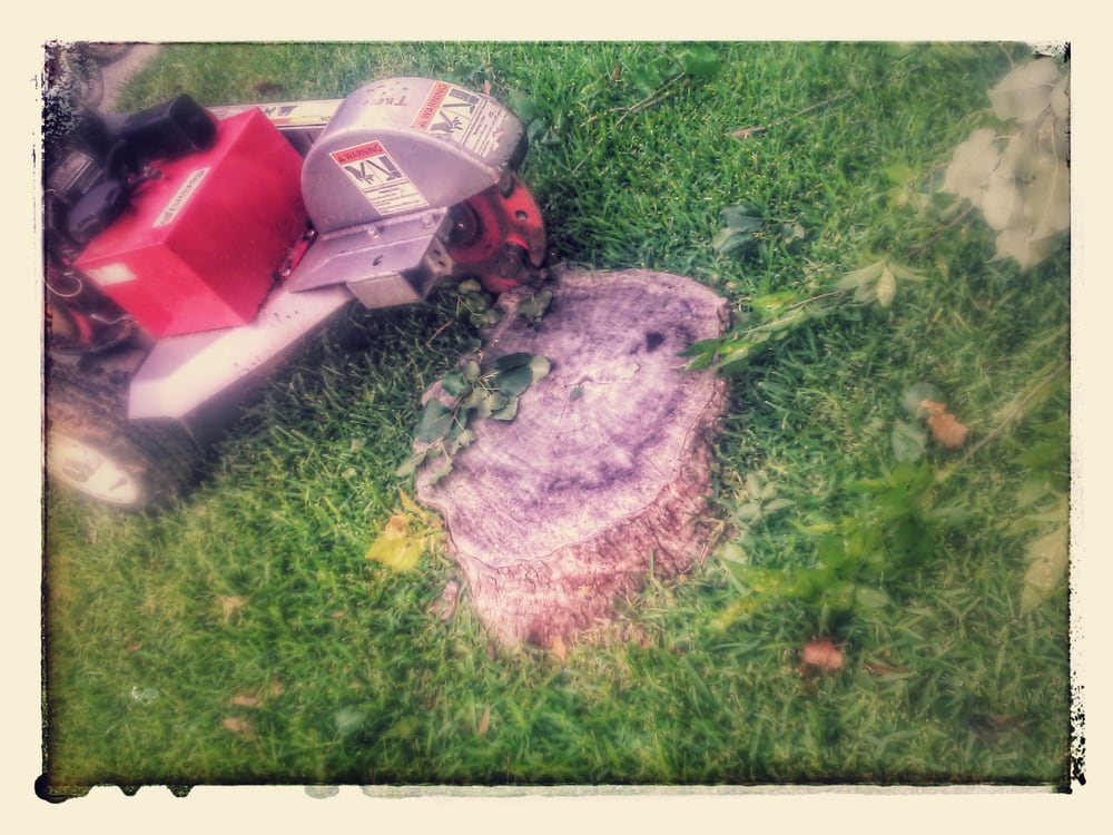 Photo of Cowtown Tree & Land
