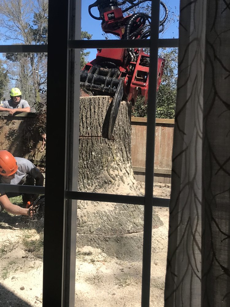 Photo of Alley Tree Removal