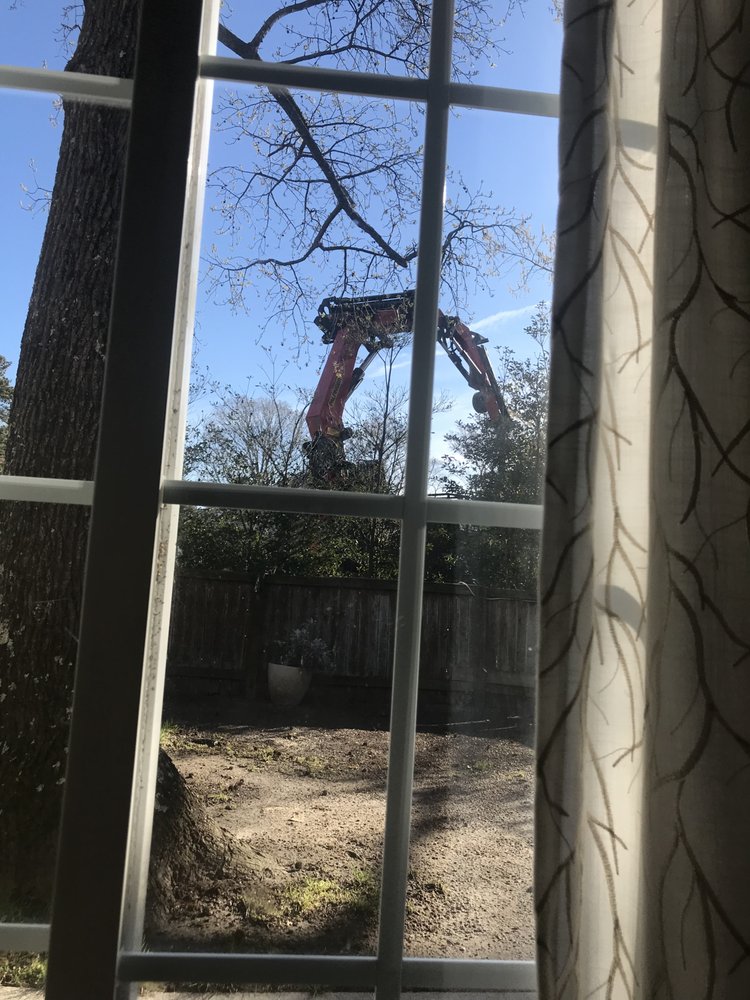 Photo of Alley Tree Removal