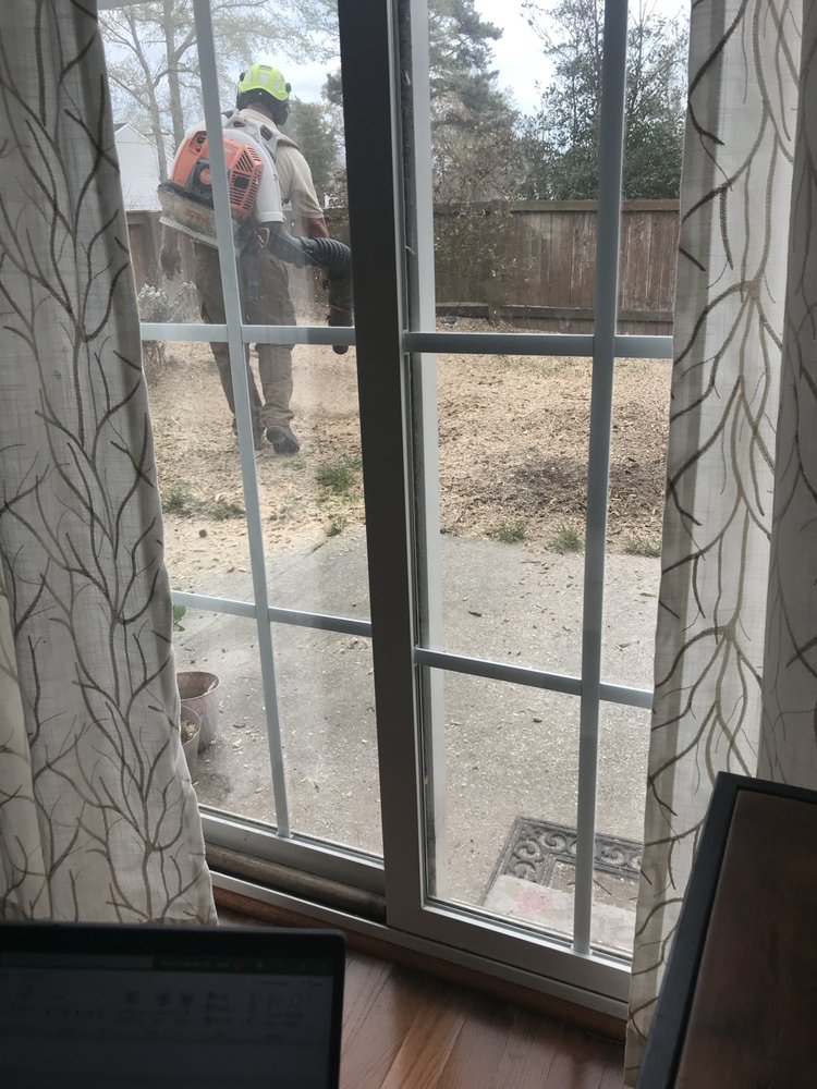 Photo of Alley Tree Removal