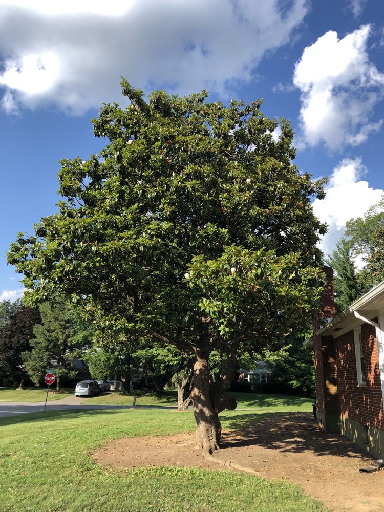 Photo of Lopez Tree Service