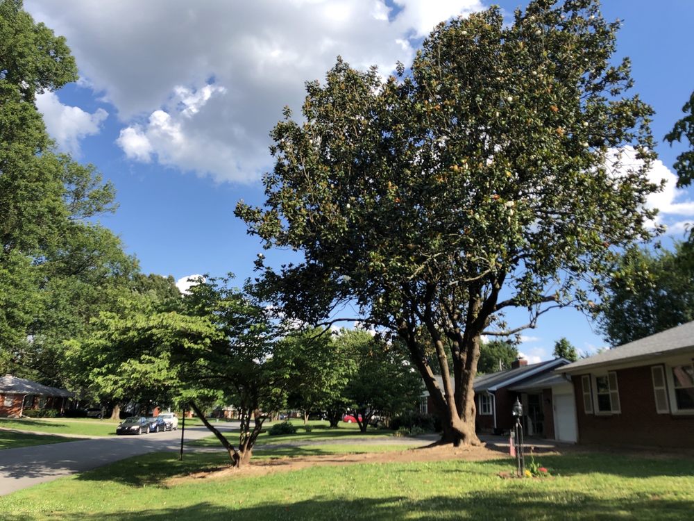 Photo of Lopez Tree Service