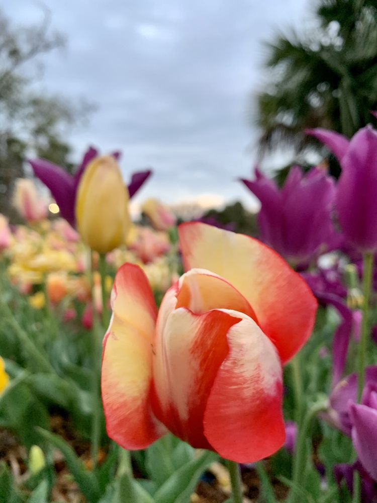 Photo of New Orleans City Park