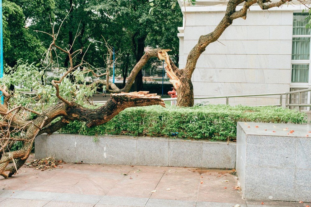 Photo of A + A Tree & Landscaping