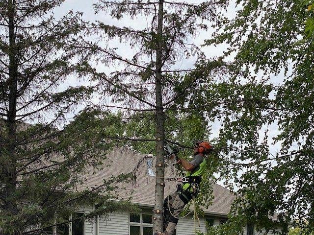 Photo of A + A Tree & Landscaping