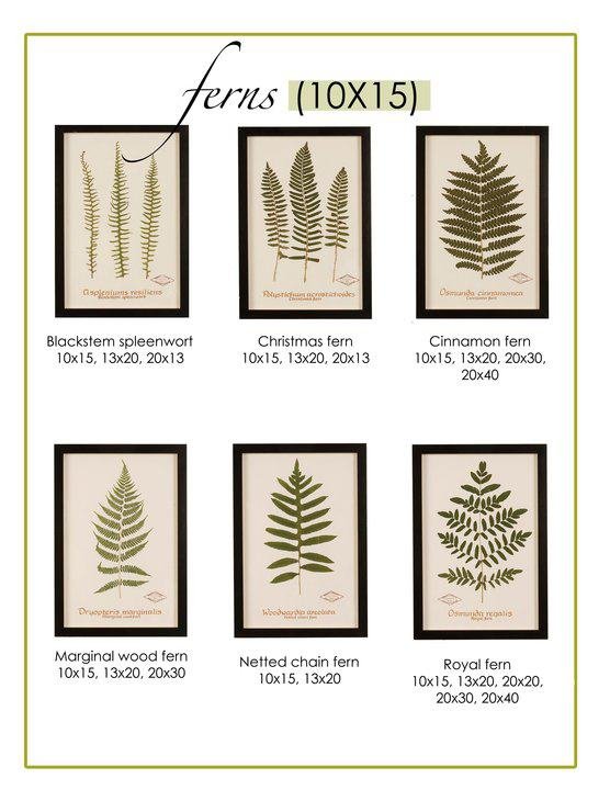 Photo of Becky Davis Botanicals