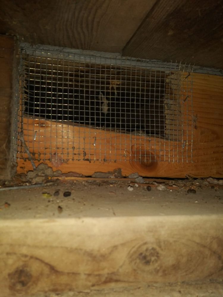Photo of Rodent Control Santa Rosa - Pro Attic