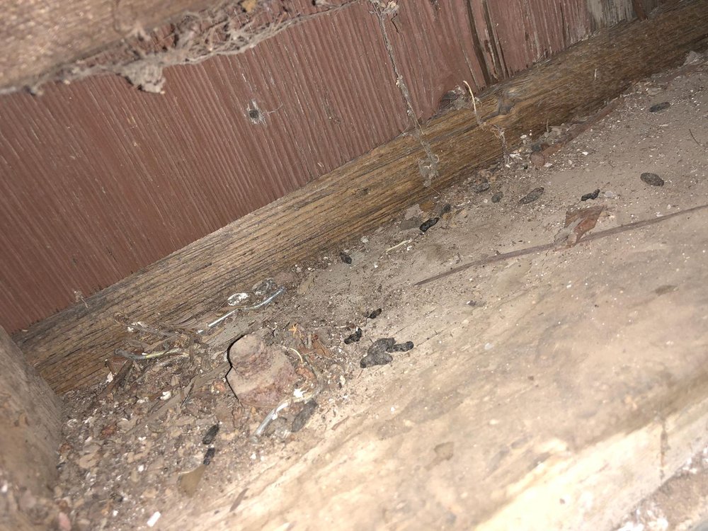 Photo of Rodent Control Santa Rosa - Pro Attic