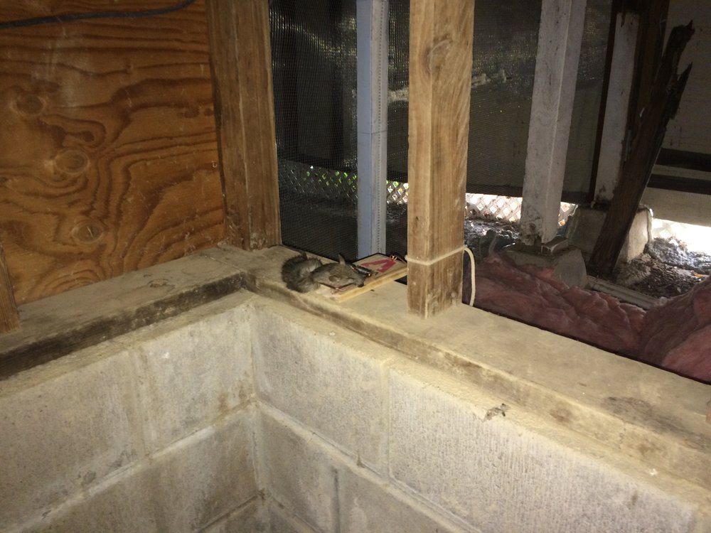Photo of Rodent Control Santa Rosa - Pro Attic