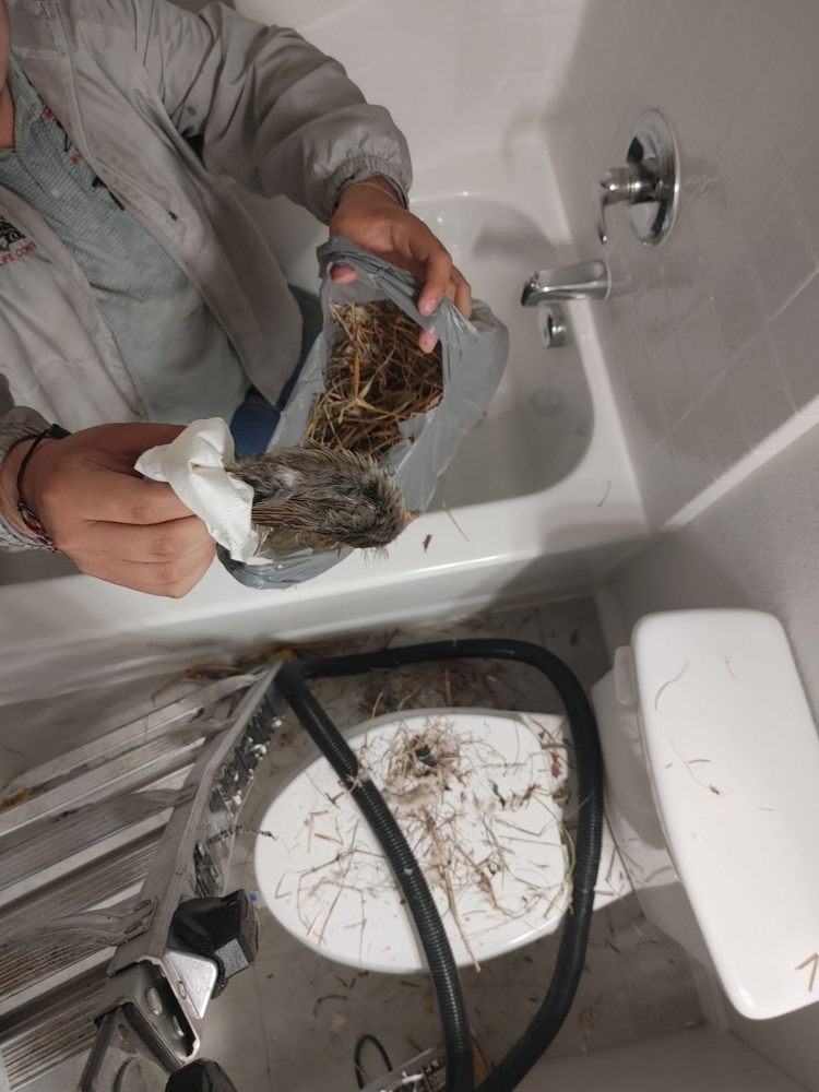 Photo of 5 Star Wildlife Control