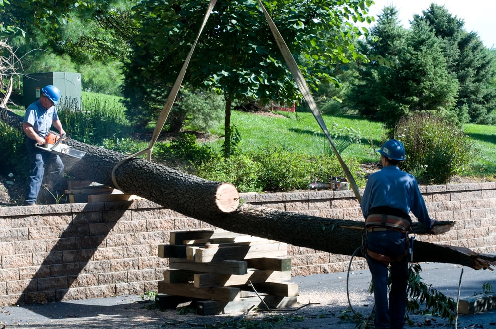 Photo of G & G Lawn Care & Tree Service
