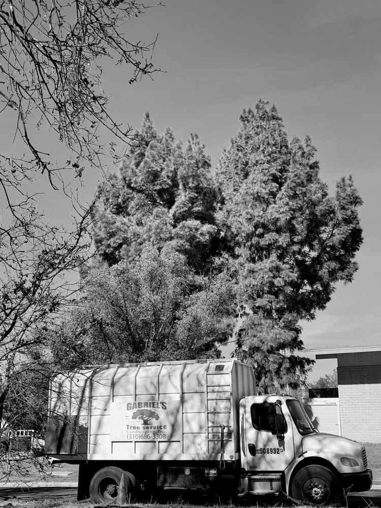 Photo of Gabriels Tree Services