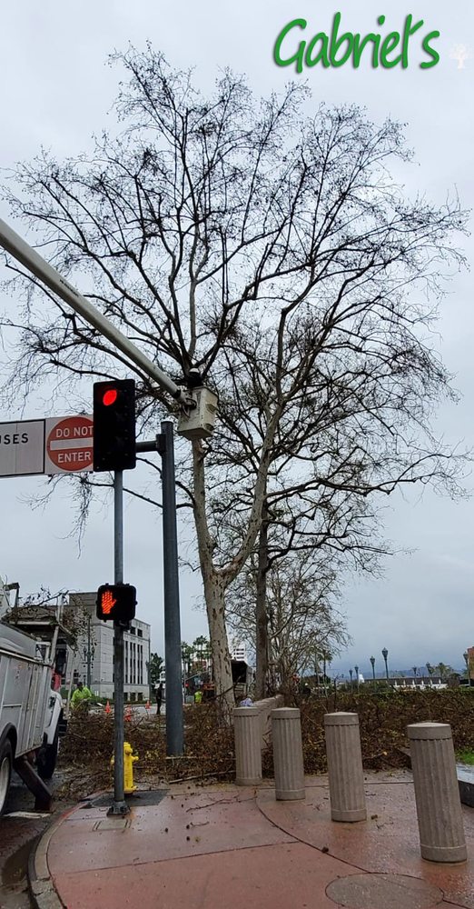 Photo of Gabriels Tree Services
