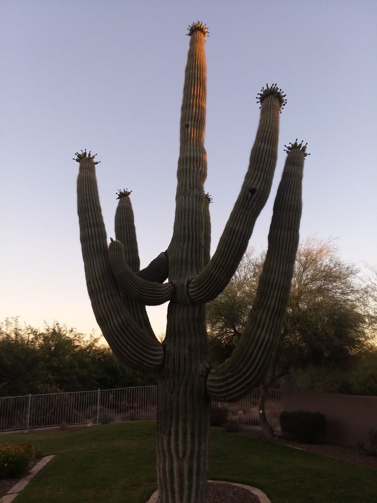 Photo of Irrigation Joe