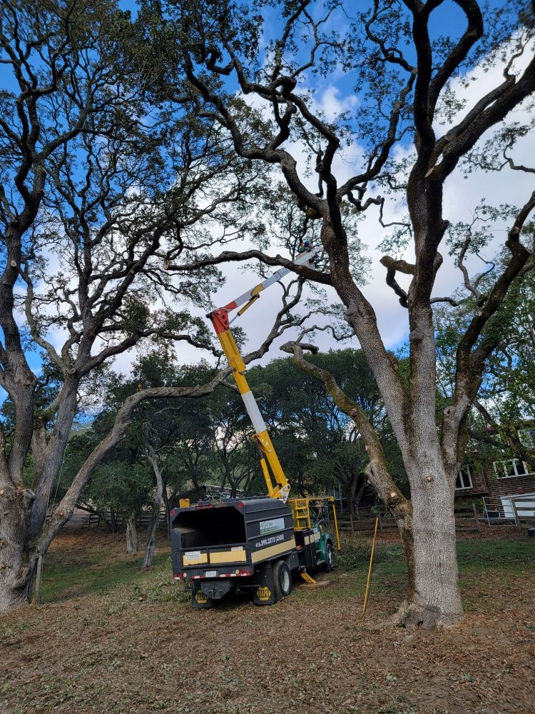 Photo of Mr Arbor Tree Care Arborists