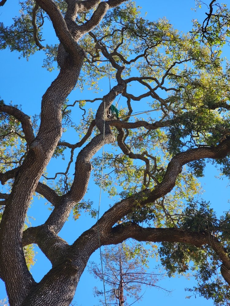 Photo of Mr Arbor Tree Care Arborists