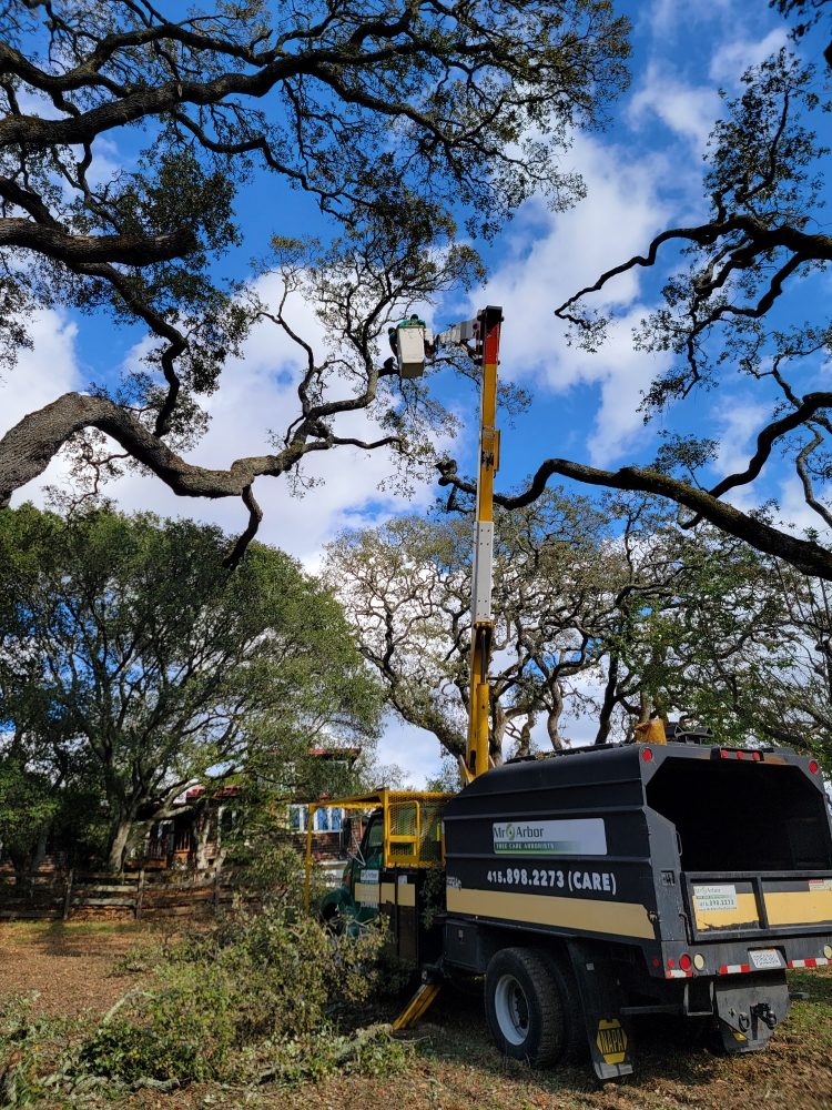 Photo of Mr Arbor Tree Care Arborists