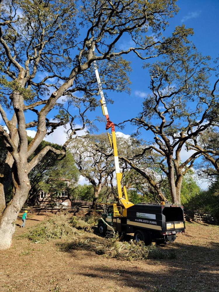 Photo of Mr Arbor Tree Care Arborists