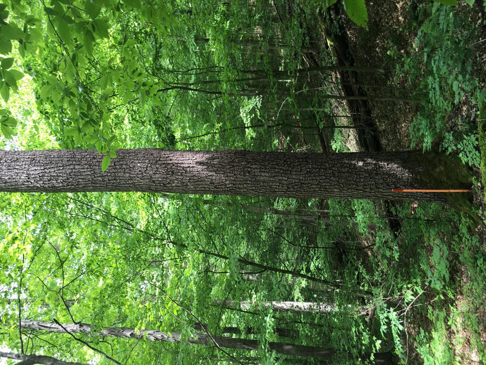 Photo of Holstine Forestry Consulting