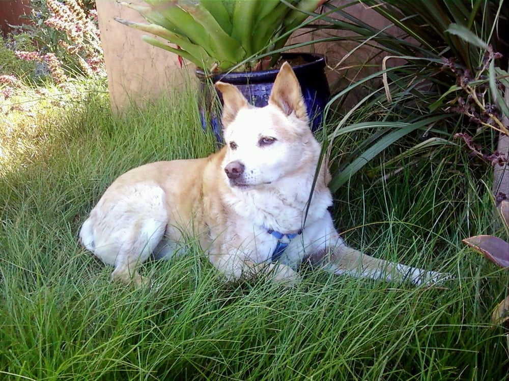 Photo of Groundswell Landscaping