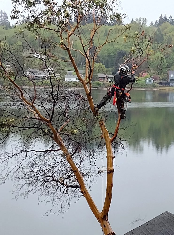 Photo of Fred Holmes Tree Service