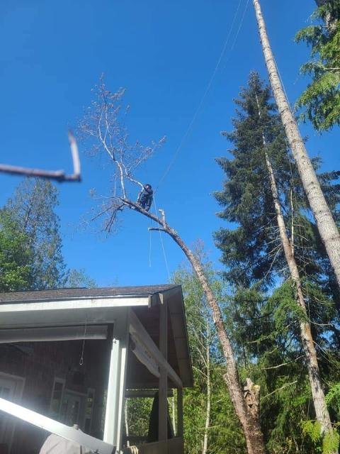 Photo of Fred Holmes Tree Service