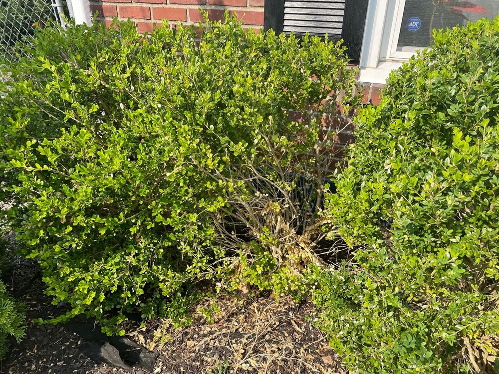 Photo of Alex Landscaping