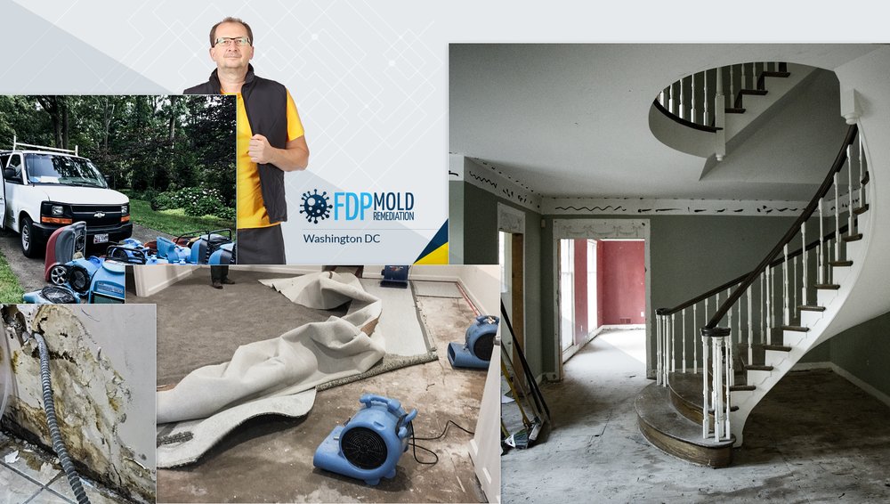 Photo of FDP Mold Remediation - Washington DC