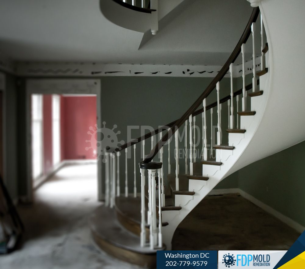 Photo of FDP Mold Remediation - Washington DC