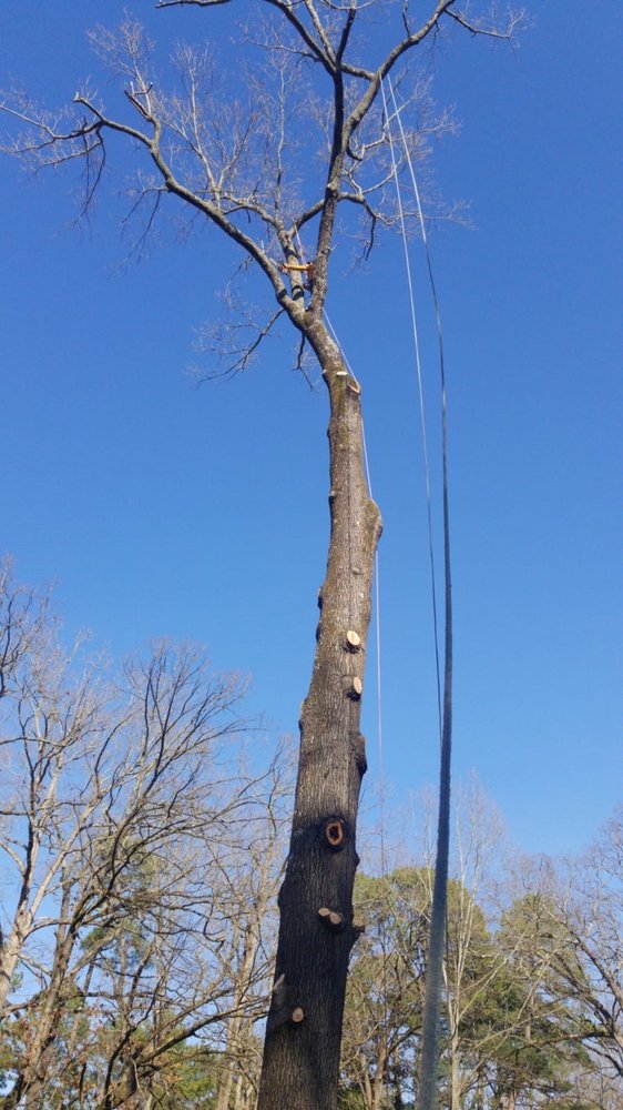 Photo of Dylan Tree Services