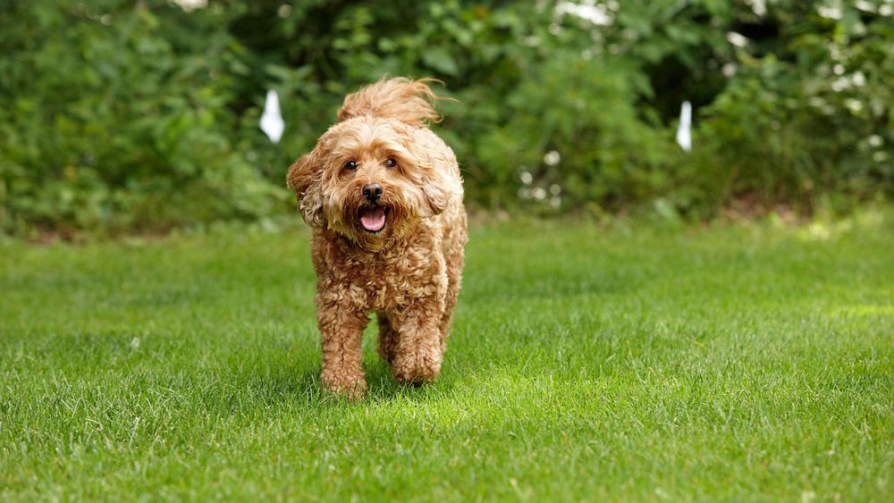 Photo of DogWatch of Southeast Indiana
