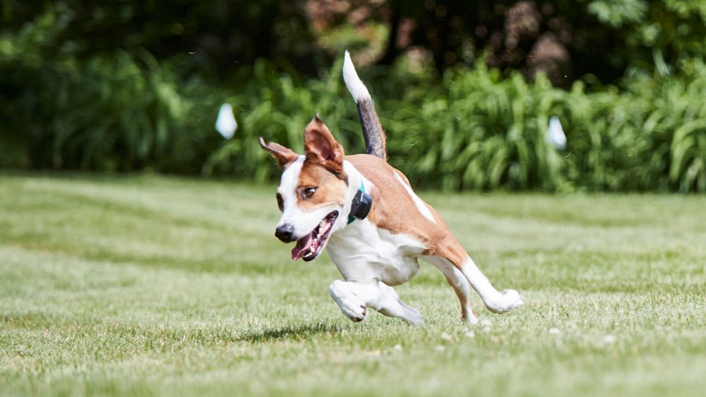 Photo of DogWatch of Southeast Indiana