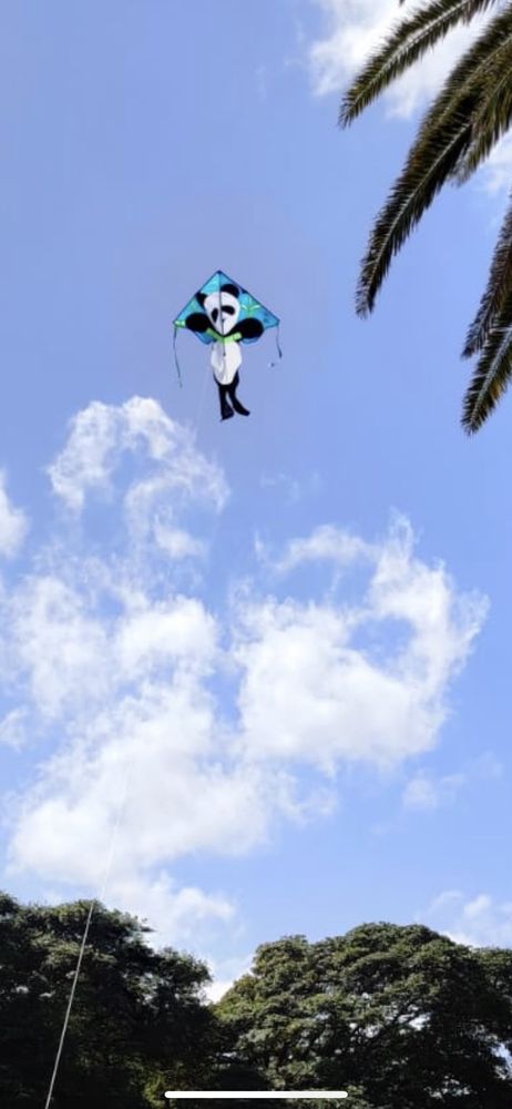 Photo of Skyward Kites