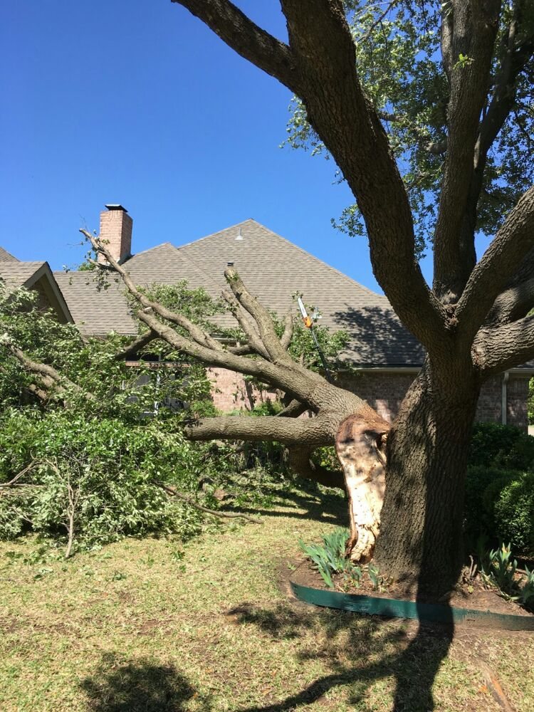 Photo of Arbor-Tech Tree Service