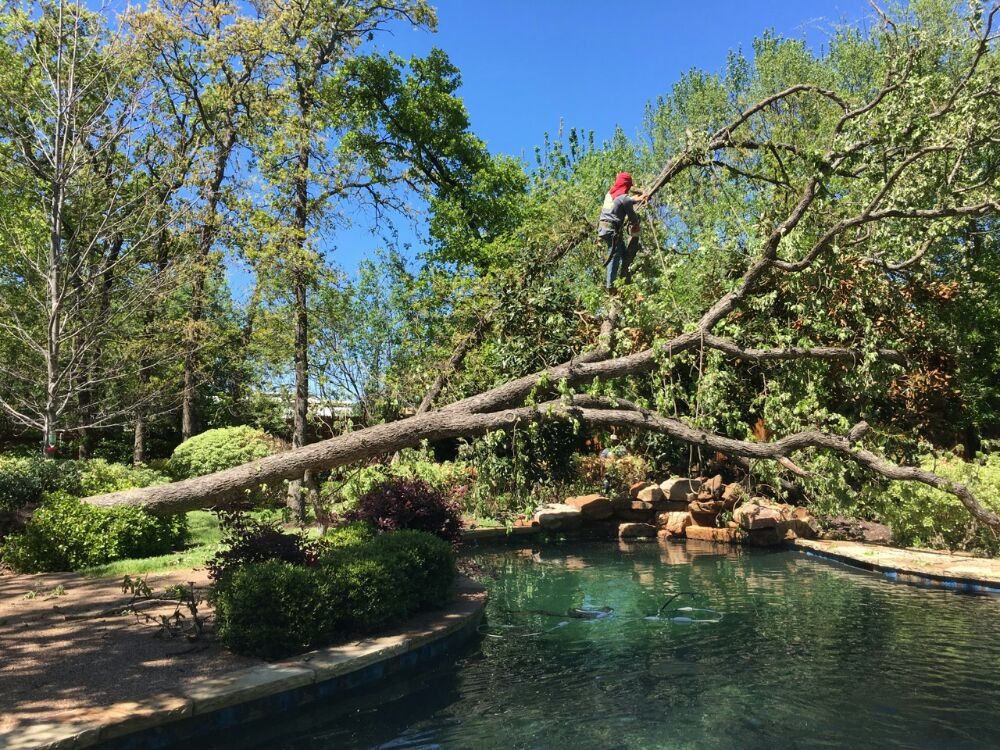 Photo of Arbor-Tech Tree Service
