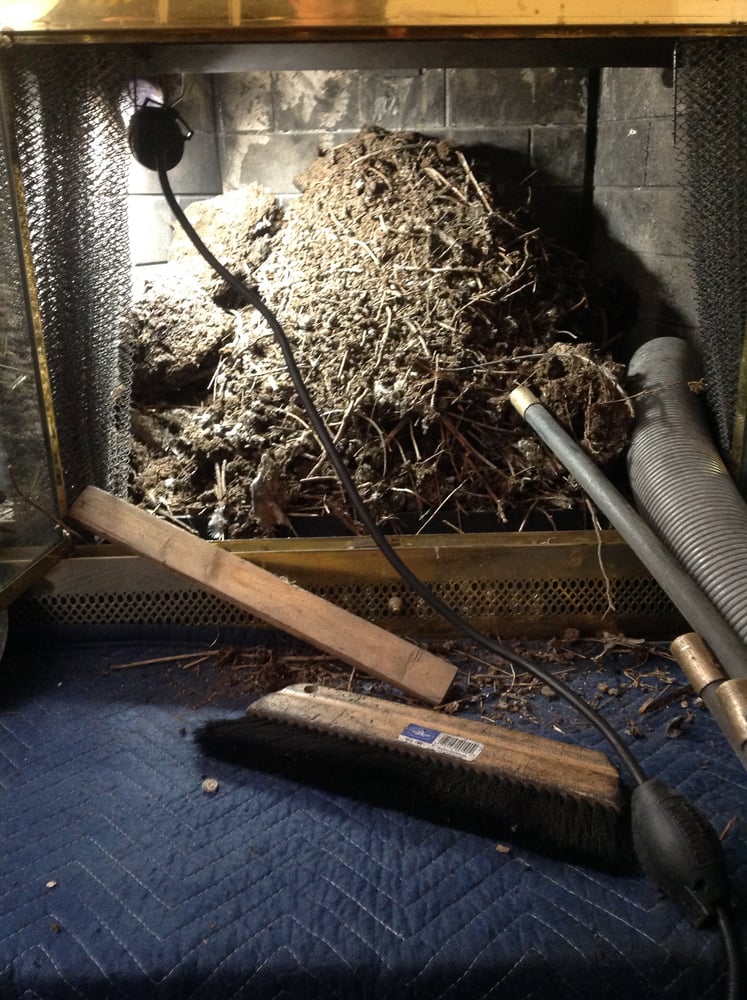 Photo of Chimney Cricket USA