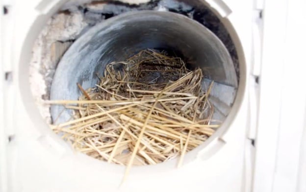 Photo of Chimney Cricket USA