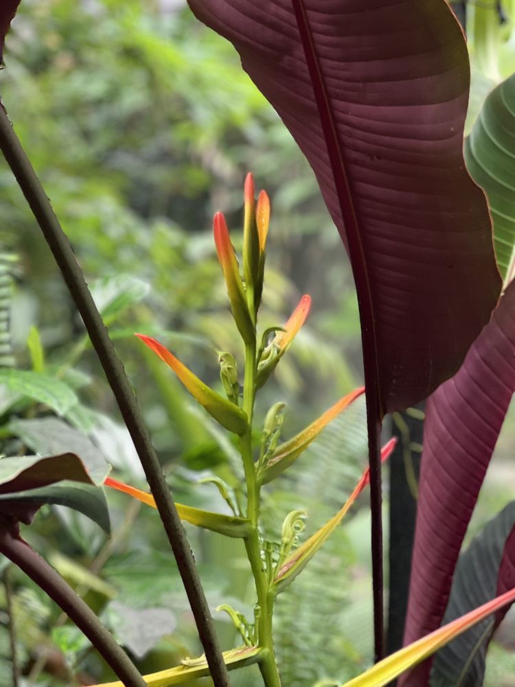 Photo of Fairchild Tropical Botanic Garden